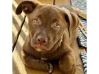 Adopt Drago 20587 a Chocolate Labrador Retriever, Mixed Breed