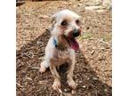 Adopt Angus 20552 a Silky Terrier, Mixed Breed