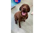 Adopt Murphy a German Shorthaired Pointer