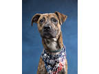 Adopt Salami sandwich a Pit Bull Terrier, Mixed Breed