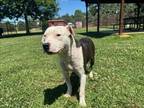 Adopt CHAMP a Pit Bull Terrier, Mixed Breed