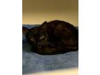 Adopt Handsome a Domestic Short Hair
