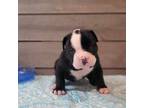 Olde Bulldog Puppy for sale in Tiffin, OH, USA
