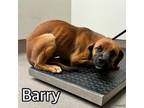 Adopt BARRY a Labrador Retriever, Mixed Breed