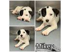 Adopt MIKEY a Mixed Breed