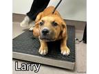 Adopt LARRY a Labrador Retriever, Mixed Breed