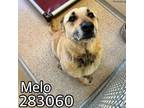 Adopt MELO a German Shepherd Dog