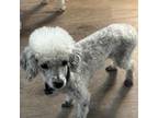 Poodle (Toy) Puppy for sale in Wayne, OH, USA