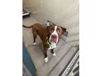 Adopt Max "Hammy a Pit Bull Terrier