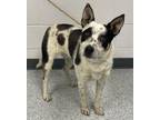 Adopt Hunter a Cattle Dog, Mixed Breed