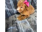 Goldendoodle Puppy for sale in Rialto, CA, USA