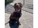 Adopt Captain Morgan a German Wirehaired Pointer