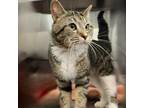Adopt Catwell a Domestic Short Hair