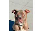 Adopt Inam a American Staffordshire Terrier, Mixed Breed