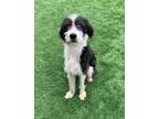 Adopt Jaxon a Mixed Breed