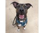 Adopt Mikey a Mixed Breed
