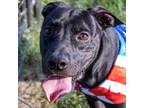 Adopt CHANCE a Pit Bull Terrier, Mixed Breed