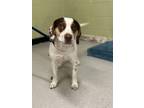 Adopt MR BUTTONS a Beagle, Pit Bull Terrier