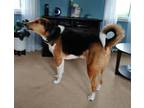 Adopt LOUIE a Treeing Walker Coonhound