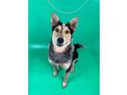 Adopt Albany a Cattle Dog, Mixed Breed