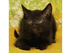 Adopt Montgomery a Domestic Short Hair