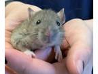 Adopt A051241 a Rat