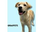 Adopt Graffiti a Labrador Retriever