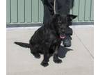 Adopt SWIM LESSONS a Patterdale Terrier / Fell Terrier
