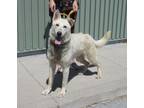 Adopt SLIP N SLIDE a German Shepherd Dog, Mixed Breed