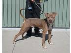 Adopt BAKER a American Staffordshire Terrier, Pit Bull Terrier