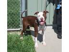Adopt ADAMS a Pit Bull Terrier, Mixed Breed