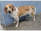 Adopt Mozart-NOT AVAILABLE UNTIL 06/12 a Beagle, Mixed Breed