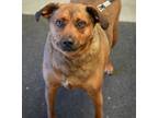 Adopt Rusty a Terrier, Mixed Breed