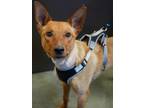Adopt Jack-Jack a Terrier, Mixed Breed