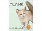 Adopt Alfredo a Domestic Short Hair