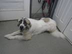 Adopt Turkey a Great Pyrenees