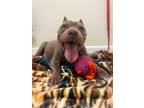 Adopt Bertram a Pit Bull Terrier