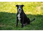 Adopt BISCUIT a Border Collie, Pit Bull Terrier