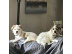 Adopt Teddy & Sophie a Jack Russell Terrier, Terrier