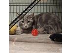 Adopt Hiccup a Domestic Short Hair