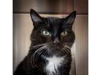 Adopt Jed a Domestic Long Hair, Domestic Short Hair