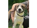 Adopt Bronco a Mixed Breed