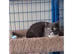 Adopt Cold Noodle (Chow Hound Byron Center) a Domestic Short Hair