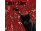 Adopt Edgar Allen Poe a Domestic Short Hair