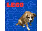 Adopt Lego a Saint Bernard, Mixed Breed
