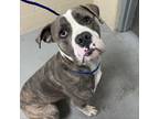 Adopt Henry a Boxer