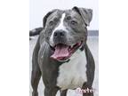 Adopt Oyster a American Staffordshire Terrier, Mixed Breed