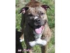 Adopt Mr Satomi a Pit Bull Terrier, Mixed Breed