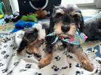 Adopt Grayson a Shih Tzu, Yorkshire Terrier