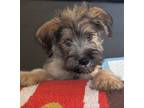 Adopt Remington a Wheaten Terrier